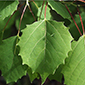 Aspen spp. image