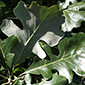 Bur oak image