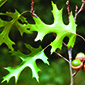 Red oaks image