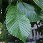 American elm image