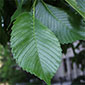 host image for Dutch elm disease