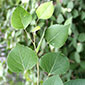 host image for Aspen / cottonwood decline