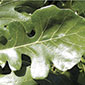 host image for Bur oak blight
