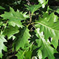 host image for Oak decline and spongy moth
