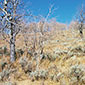 Image Source: Doug Page, USDI Bureau of Land Management, Bugwood.org pest image for Aspen / cottonwood decline