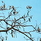 pest image for Bur oak blight