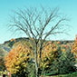 Image Source: Joseph O'Brien, USDA Forest Service, Bugwood.org pest image for Dutch elm disease