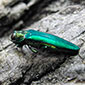 pest image for Emerald ash borer