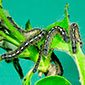 Image Source: Gerald J. Lenhard, Louisiana State University, Bugwood.org pest image for Forest tent caterpillar