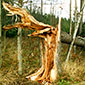Image Source: Andrej Kunca, National Forest Centre - Slovakia, Bugwood.org pest image for Root Disease(s) – Unspecified