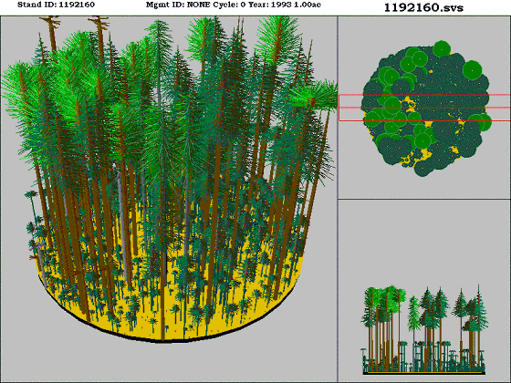 Montane Mixed Conifer Forest