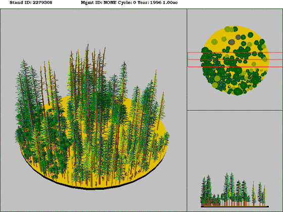 Eastside Mixed Conifer Forest
