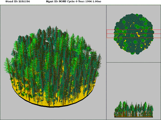 Montane Mixed Conifer Forest
