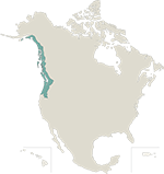 Marine region