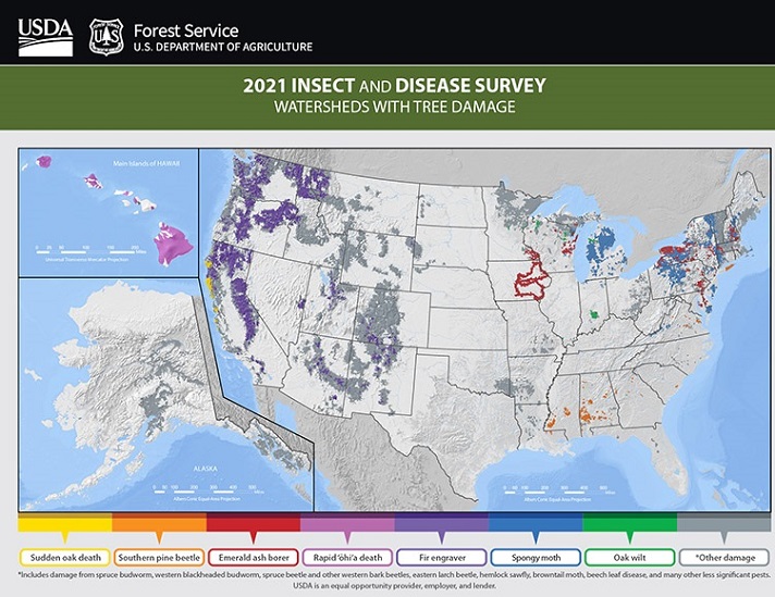 Forest Pest Data Summaries