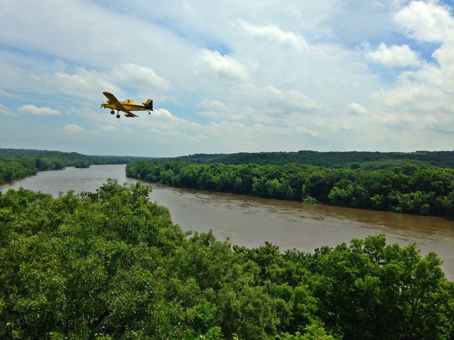 Small blue and yellow fixed wing aircraft flies over river before mating disruption treatment.