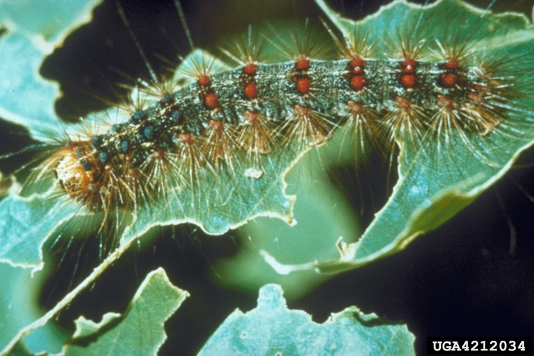 Lymantria dispar larva with five pairs of blue spots near head and six pairs of red spots to its tail with long, hair-like setae. (Photo by Peter A. Rush, US Forest Service, Bugwood.org)
