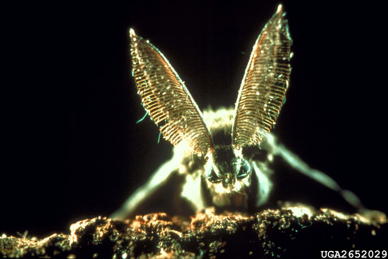 Male Lymantria dispar antannae. (Photo by USDA APHIS PPQ, Bugwood.org)