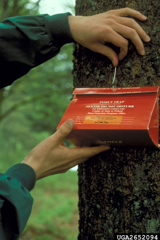 Red, triangular boxboard pheromone delta traps being deployed or hung on tree in wooded area near igh risk waterway. (Photo by USDA APHIS PPQ, Bugwood.org) 