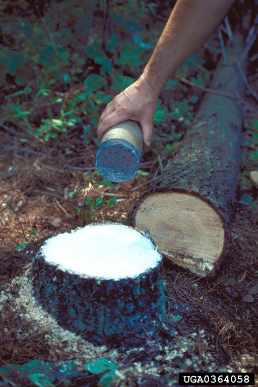 borax treatment on freshly cut stump