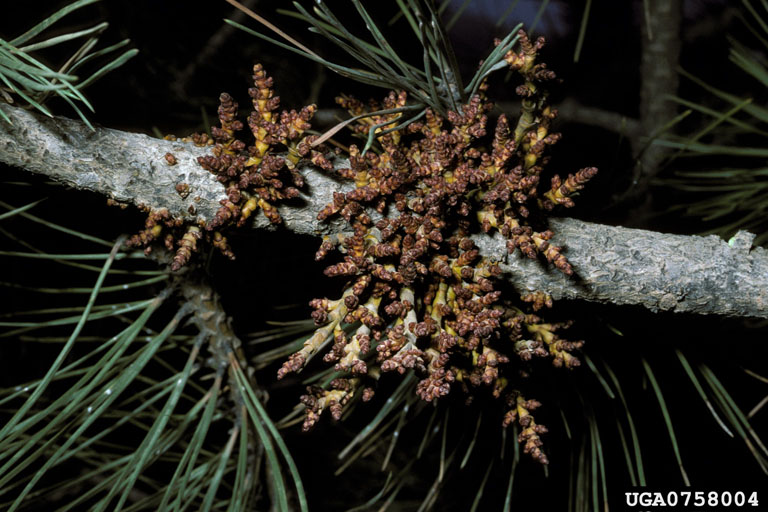 Dwarf mistletoe infection on ponderosa pine