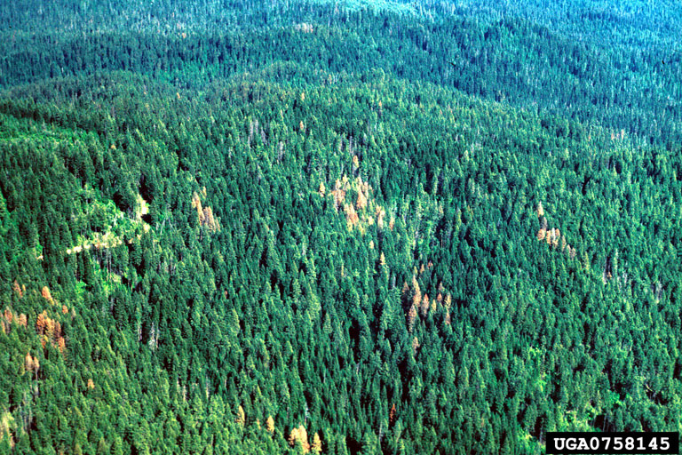 Aerial view of tree mortality, North Fork Clearwater River