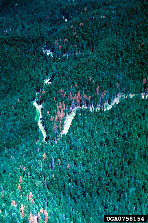 Aerial view of multiple tree spots