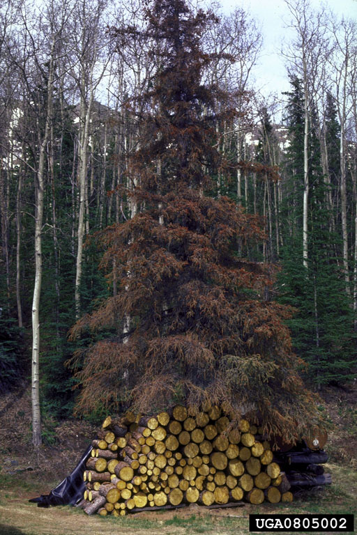 infested white spruce attacked by beetles from infested log stack