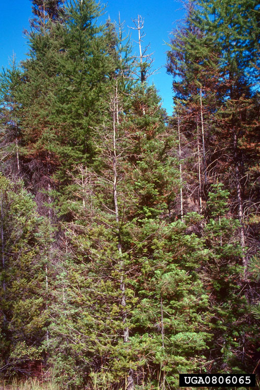 Saplings & small poles with topkill from defolliation. Malheur National Forest, northeastern Oregon