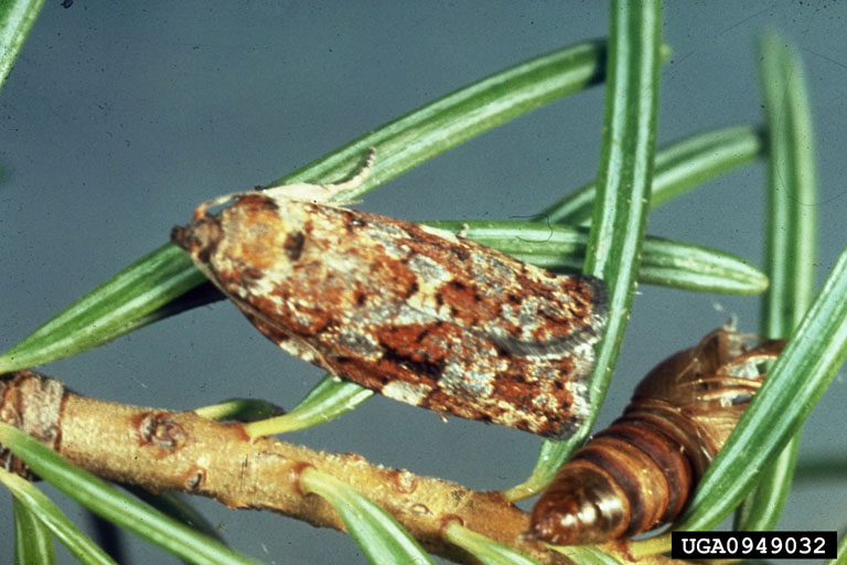 moth and pupal case on Douglas-fir