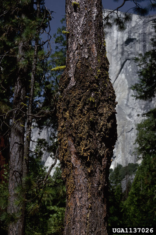 Western Dwarf Mistletoe infection on the bole at Yosemite Valley