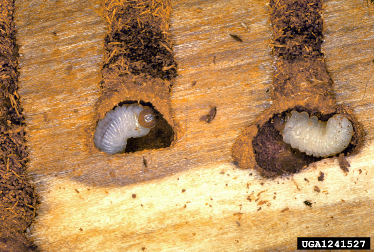 Two pre-pupal larvae in the phloem.