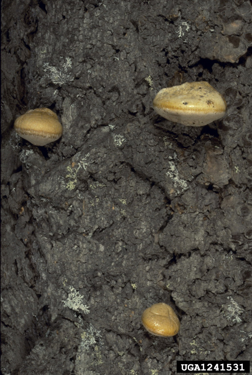 Close-up of Pouch fungus fruits through bark beetle emergence holes on boles