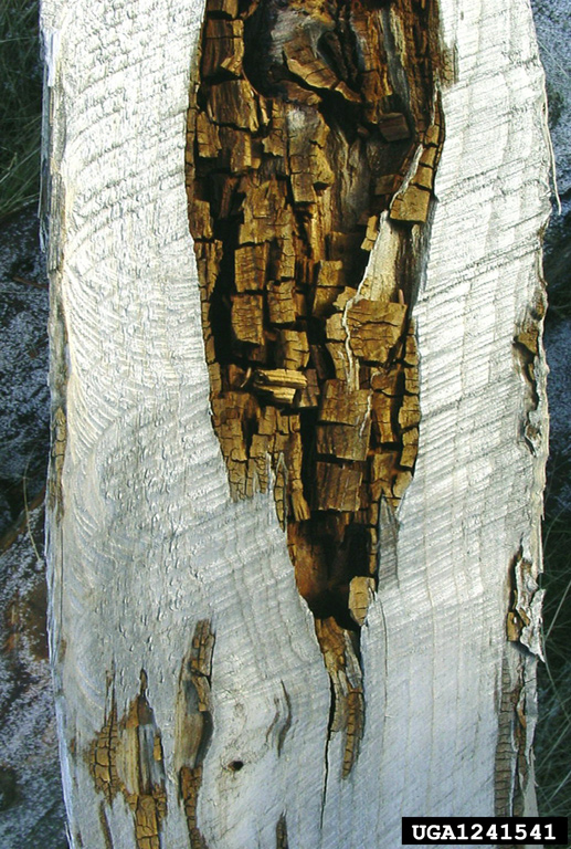 Cedar brown pocket rot occurs in isolated large pockets of brown cubical decay. Seen in longitudinal.
