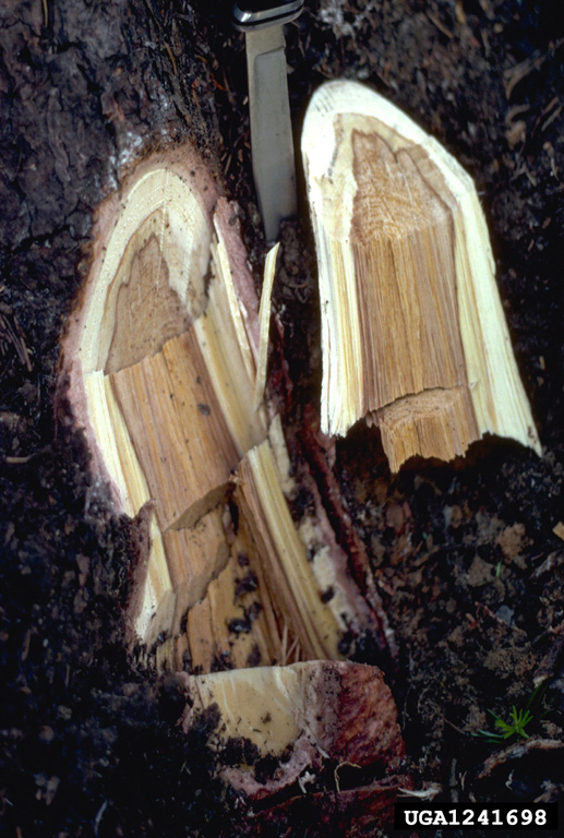 Stain in root indicating tomentosus root disease