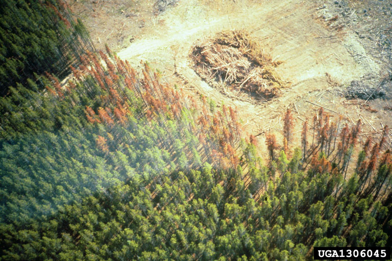 Pine engrave damage in British Columbia