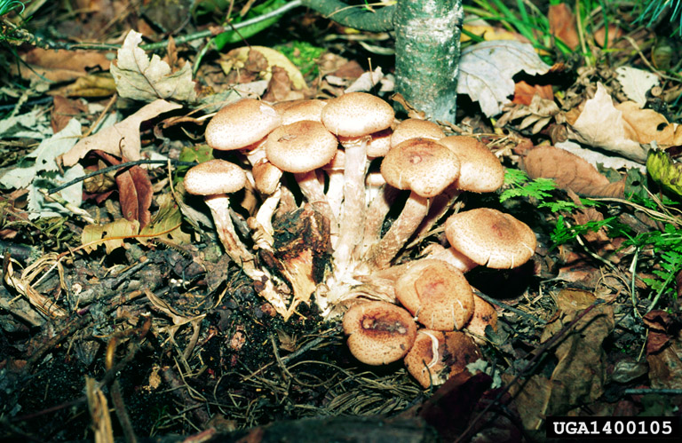 Armillaria mushrooms on a hardwood and white pine site in Upper Peninsula of Michigan, in autumn.