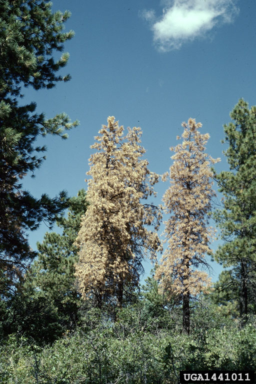 Mountain pine beetle damage