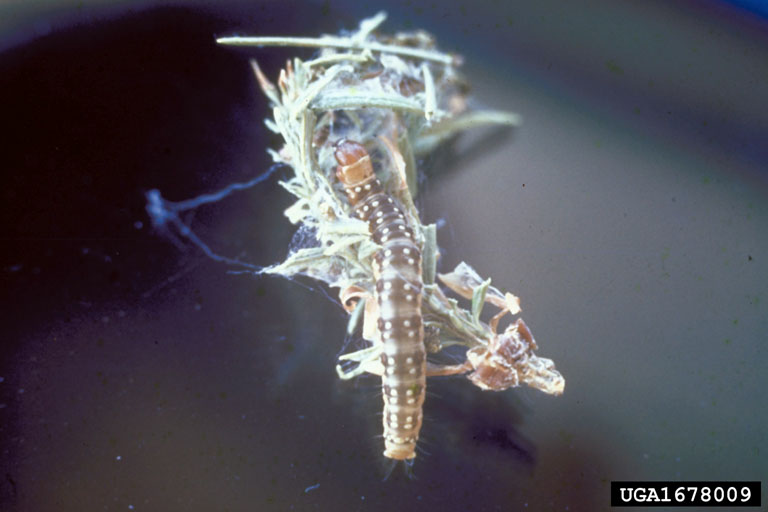 6th instar larvae