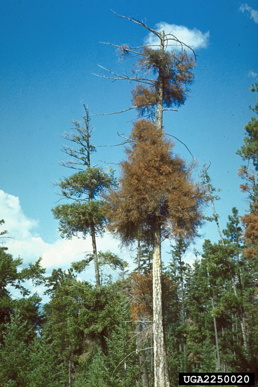 Infestation on Douglas-fir (dead tree)