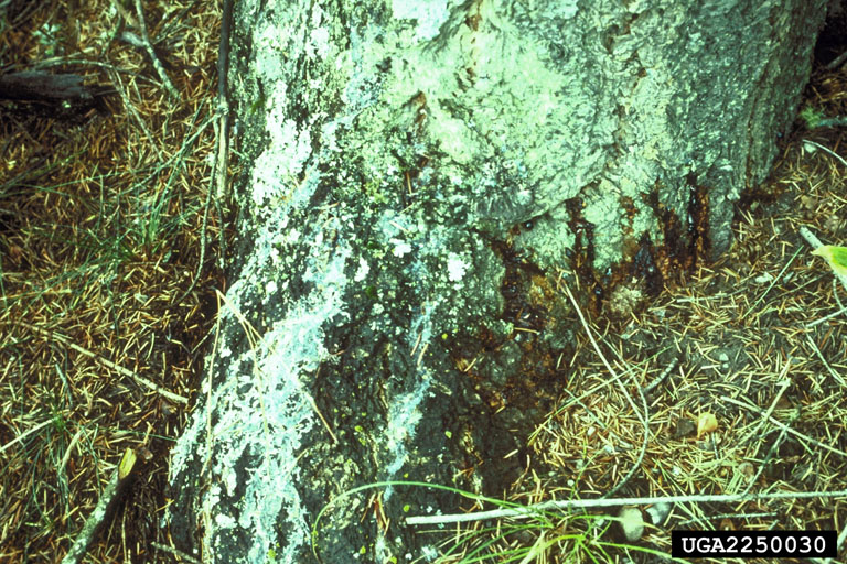 Resinosus on buttress root of Douglas-fir