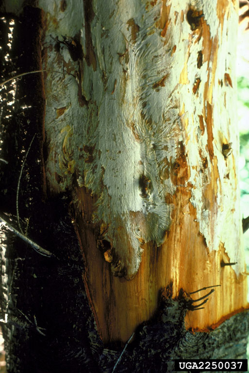 Mycelial fan under bark at base of tree