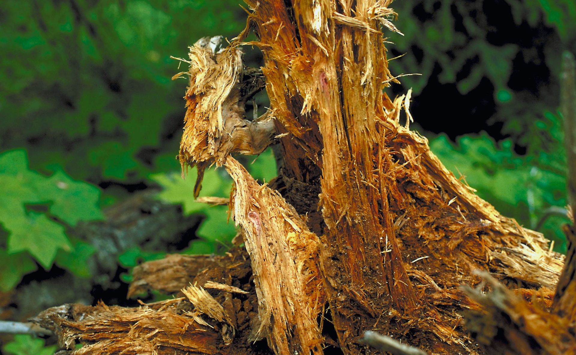 Decayed roots of Douglas fir