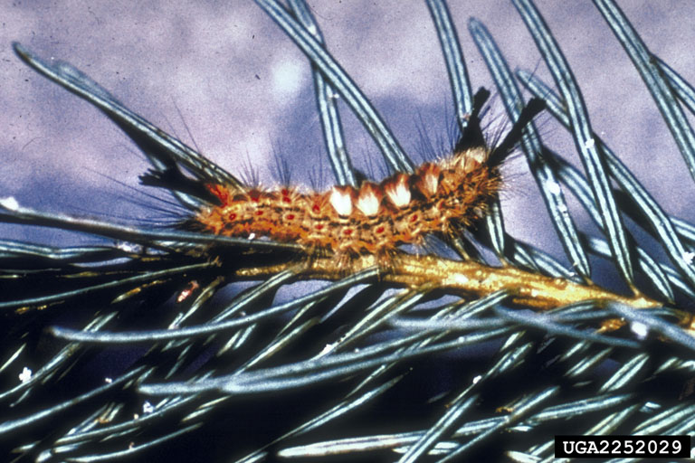 Douglas-fir mature larvae