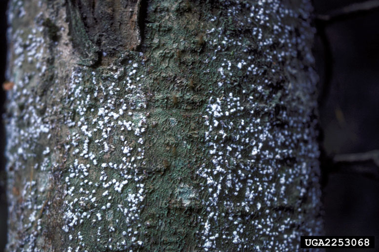 Note white appearance on tree bole