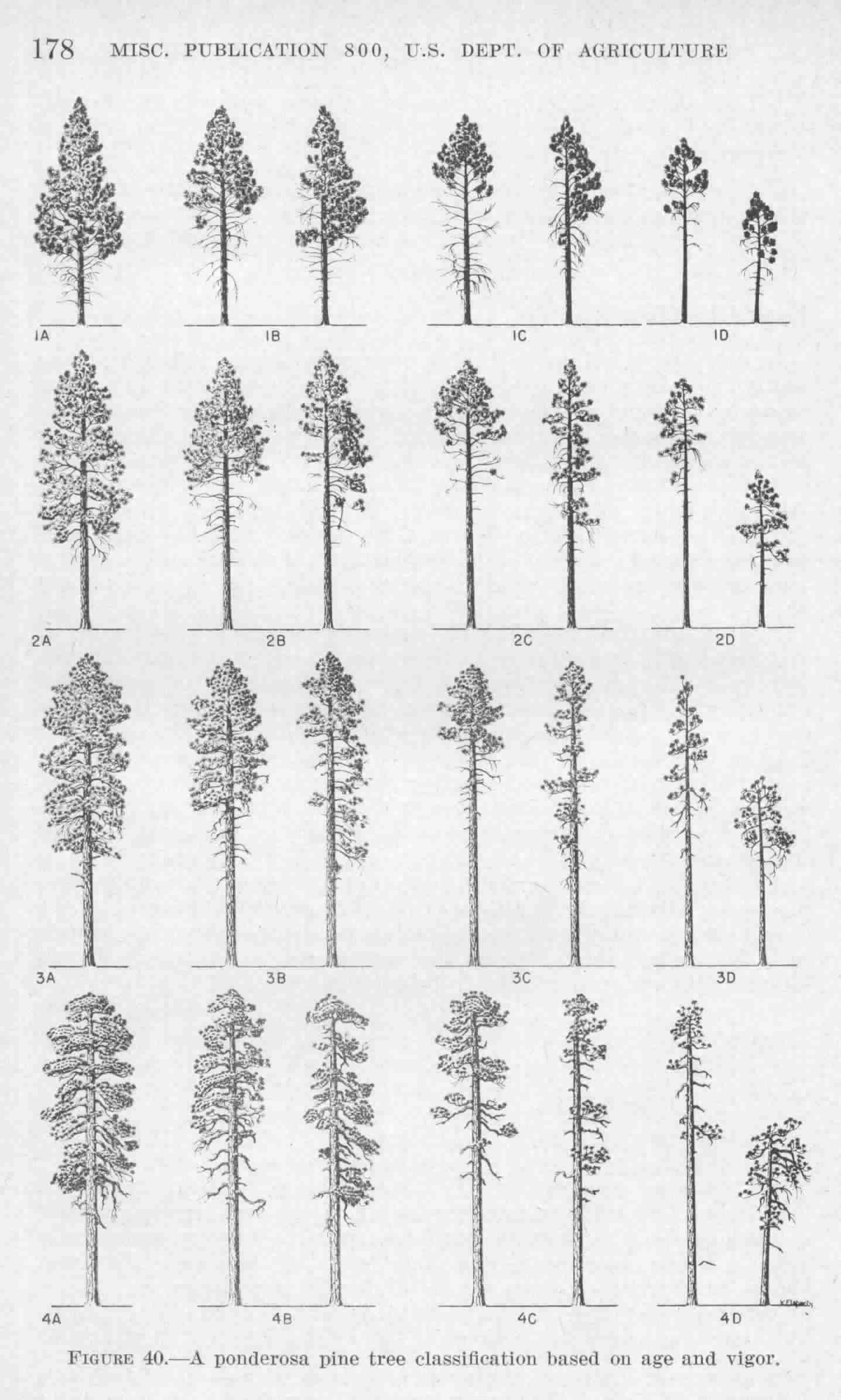 Keen's tree classification for ponderosa pine