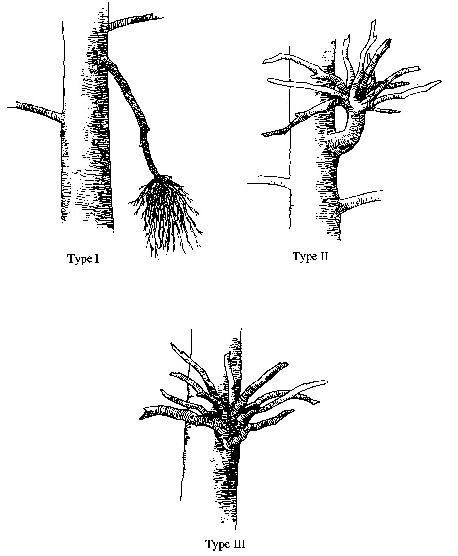 Dwarf Mistletoe Classification